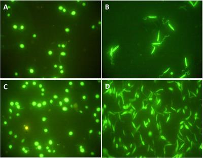 Isolation, characterization, and functional study of extracellular vesicles derived from Leishmania tarentolae